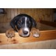 Appenzeller Sennenhund Welpen - Rüde