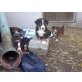 Appenzeller Sennenhund Welpen - Rüde