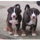 Appenzeller Sennenhund Welpen - Rüde