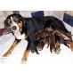 Appenzeller Sennenhund Welpen - Rüde