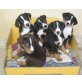 Appenzeller Sennenhund Welpen - Rüde