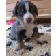 Appenzeller Sennenhund Welpen - Rüde