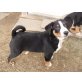 Appenzeller Sennenhund Welpen - Rüde