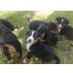 Appenzeller Sennenhund Welpen - Rüde