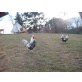 Appenzeller Spitzhaubenhühnern - männlich