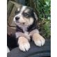 Appenzeller sennenhund Welpen - Rüde