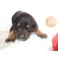 Appenzellersennen-Labradormix Welpen - Rüde