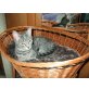 Apple, EKH Hauskatze - Katze