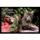 Applebee, Amy, Allison, Armando, Angel, Maine Coon - Katze