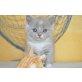 April, Britisch Kurzhaarkatze - Katze