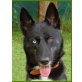 April, Schäfer-Husky-Mix - Hündin