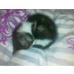 April, macht einen Powernap - Katze