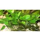 Aquarienpflanze Anubias