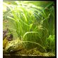 Aquarienpflanze Wasserpflanze