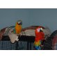 Ara
