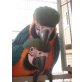 Ara