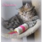 Arabella, Perser - Katze