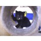 Arabella, Perser - Katze