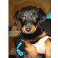 Arabella, sucht liebe Familie Welpen - Hündin