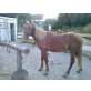 Araber-Noriker-Haflinger - Hengst