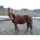 Araber-Noriker-HaflingerMix - Hengst