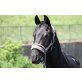 Arabisches Vollblut, Araber - Hengst