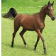 Arabisches Vollblut, Araber - Stute