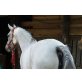 Arabisches Vollblut, Araber - Stute