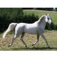 Arabisches Vollblut, Araber - Wallach