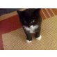 Aragon, Aslan &  Anny av Sunnygold, Norwegische Waldkatze - Kater