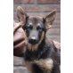 Aragon, Deutscher Schäferhund - Rüde