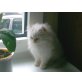 Aragon, Perser - Kater