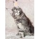 Aragon the Sweet Devil, Maine Coon - Kater