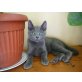 Aragon vom Blauen Glanz, Russisch Blau - Kater