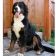 Aramis, Berner Sennenhund - Rüde