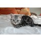 Aramis, Britisch Kurzhaarkatze - Kater
