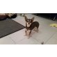 Aramis, Chihuahua kurzhaariger Schlag - Rüde