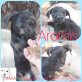 Aramis, Dackel-Mix Welpen - Rüde
