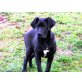 Aramis, Deutsche Dogge Welpen - Rüde