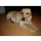 Aramis, Labrador Retriever - Rüde