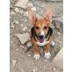 Aramis  Lustiger Welpe sucht ein tolles Zuha, Podenco Mix - Rüde