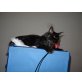 Aramis, Maine Coon - Kater