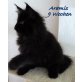 Aramis, Maine Coon - Kater