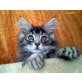 Aramis u. Aron, Maine Coon - Kater