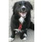 Arapis, Border-Collie-Dackel-Mischling - Rüde