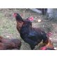 Araucana - weiblich