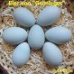 Araucana - weiblich