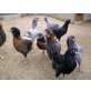 Araucana - weiblich