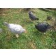 Araucana - weiblich