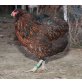 Araucana - weiblich